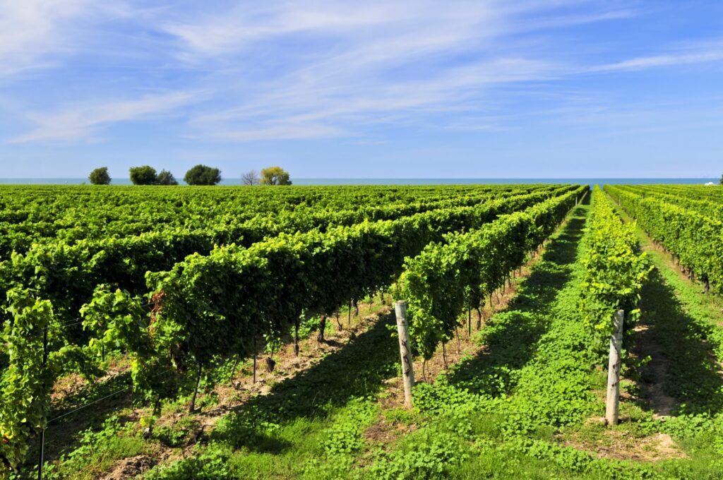 Vineyard in Niagra Region